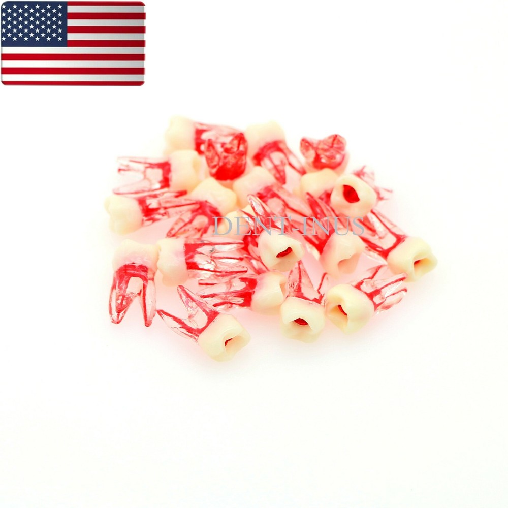 US Dental Endo Molar Root Canal Study Practice Block Pulp Cavity Model RCT/MTA