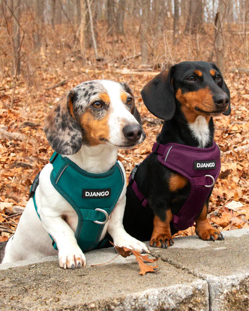 NWT Django Tahoe No Pull Dog Harness - Raspberry Purple