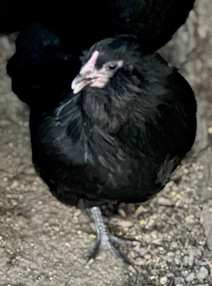 8 Chocolate Ermine True Ameraucana Eggs