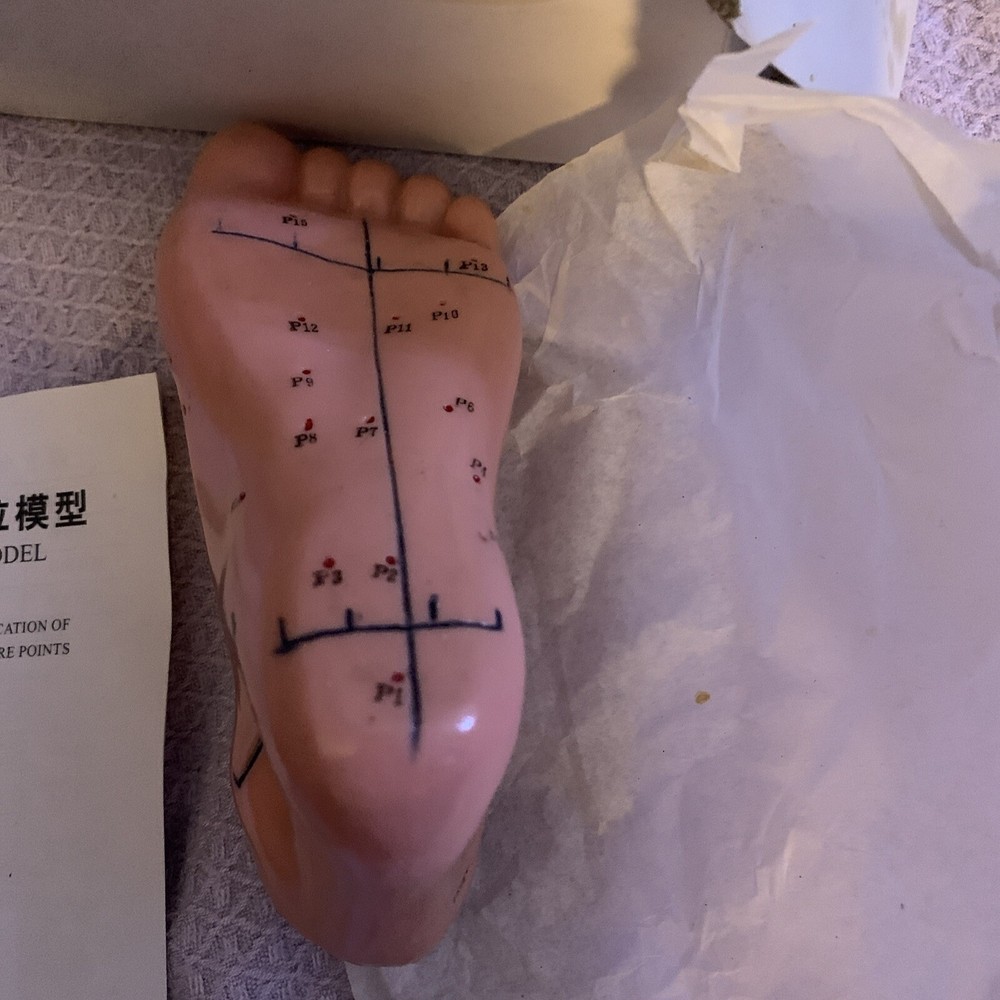 Human Acupuncture Foot Teaching Learning Model Tool 13 Cm English Version