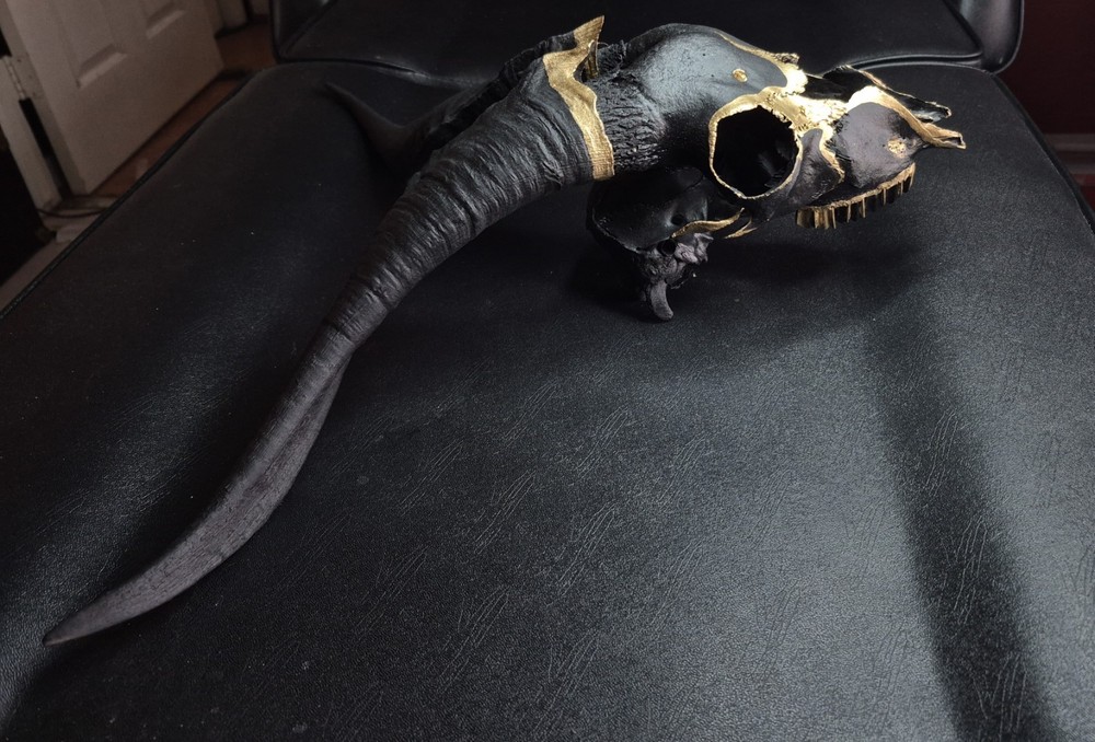 RAMS SKULL BLACK AND GOLD PAINTED Real Skull
