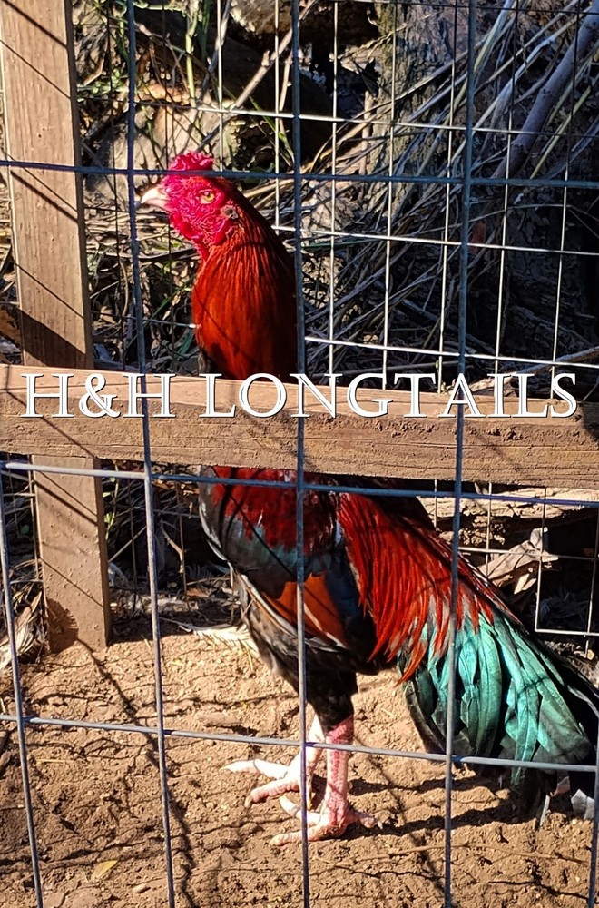 6 ASSORTED longtail Chicken hatching eggs L@@K!