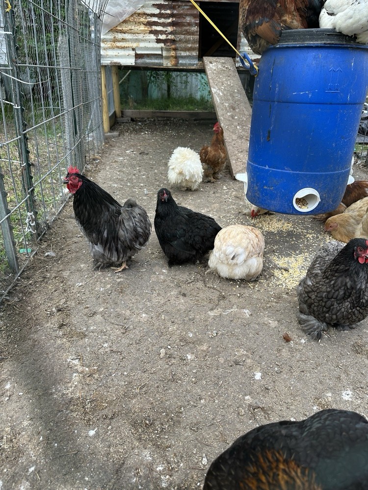 Bantam Cochin Fun Pen