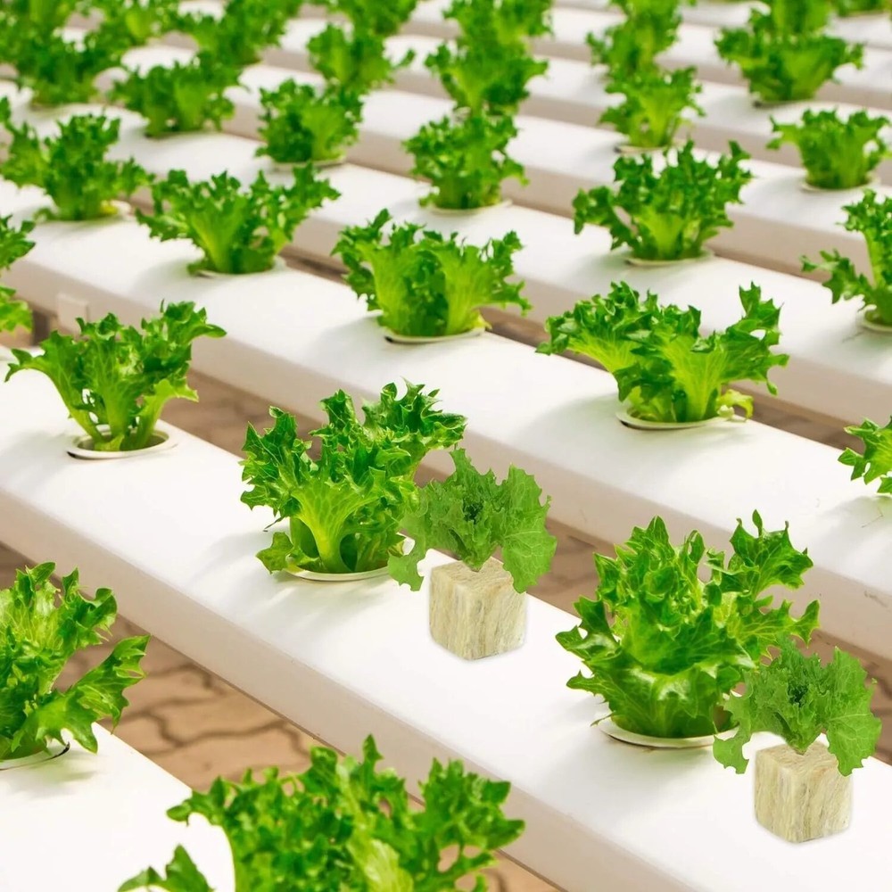 NEW Rockwool Cubes 1"x1" 100pcs Hydroponic Seed Starter for Herbs & Plants