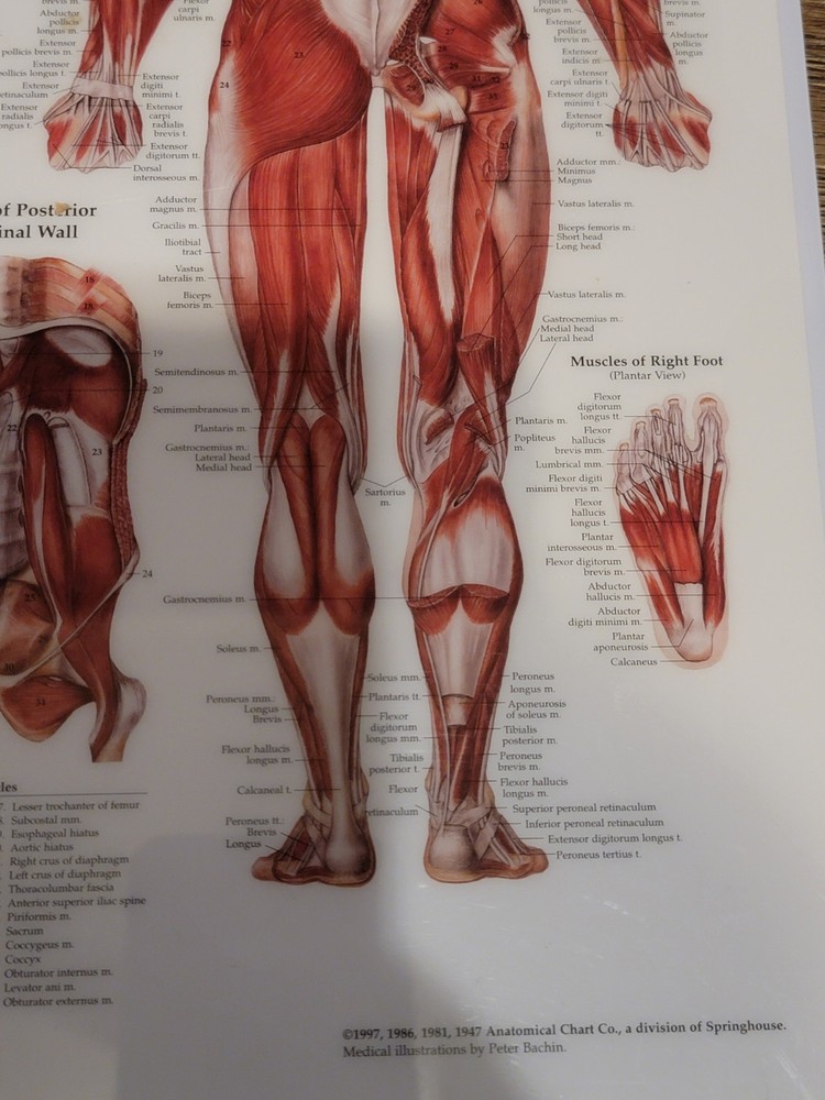 Vintage Laminated Human Muscular System Anatomical Chart - Peter Bachin