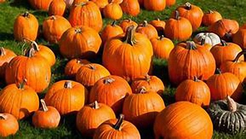 4 oz Candle Scent Oil-PUMPKIN