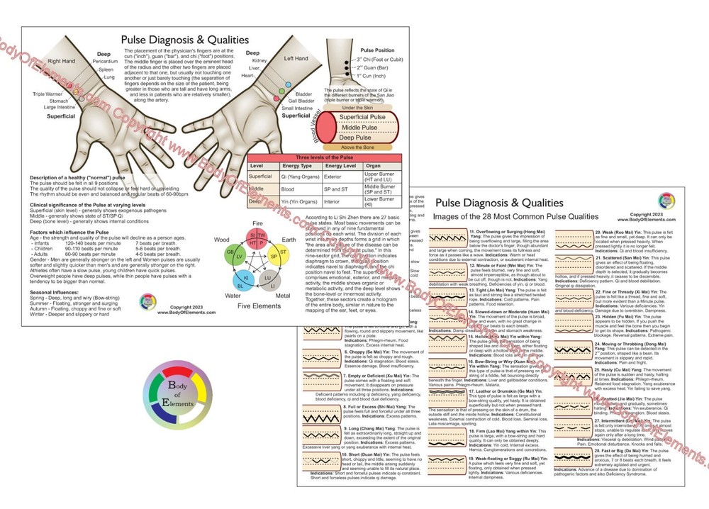 3 Acupuncture Student Chart Set Auriculotherapy Five Elements & Pulse Diagnosis