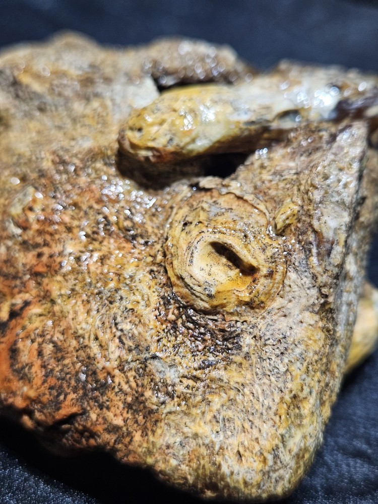 Petrified Limb Specimen Natural Form (10.6oz)