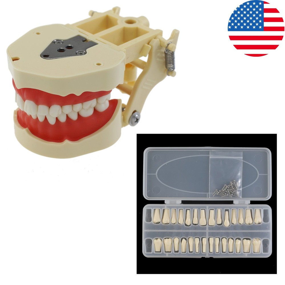 Frasaco ANA-4 Dental Typodont Restorative Model 28PCS Teeth Replacement Screw-in