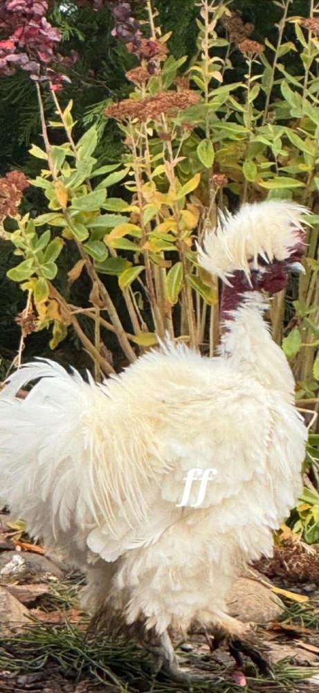 12 Polkis (polish Silkies)Hatching Eggs