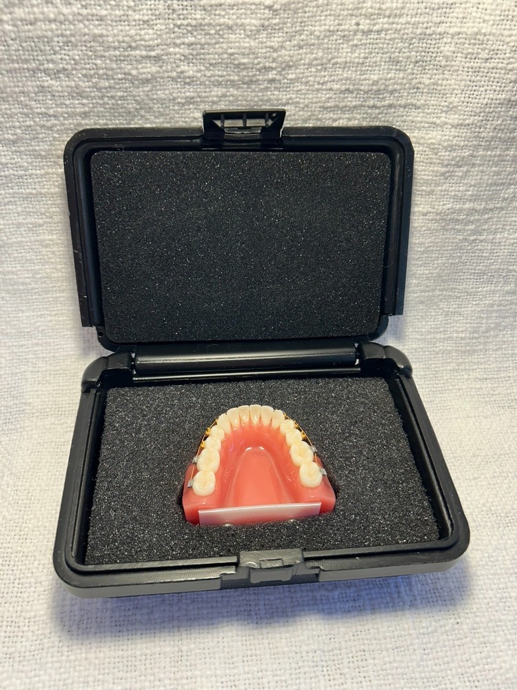 Orthodontic Study Model Dental Typodont - Gold & Silver Braces - Teaching Tool