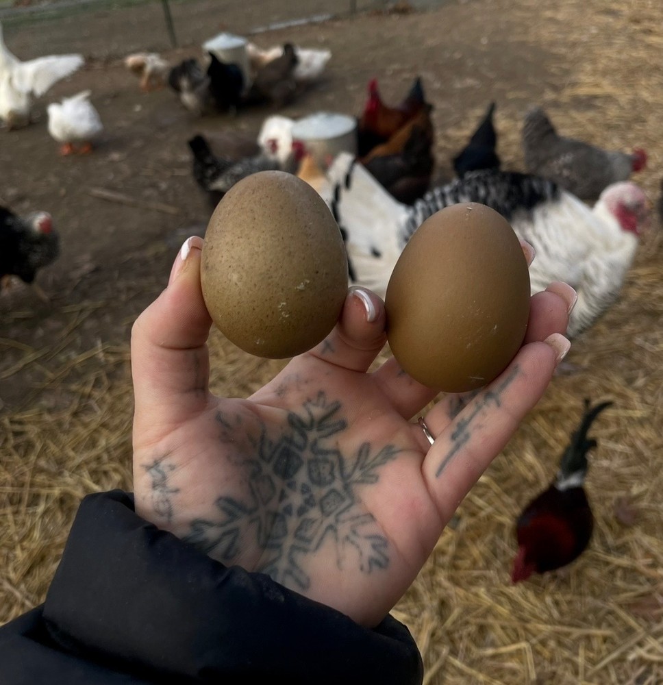 12 Fertile Olive Egger Hatching Chicken Eggs