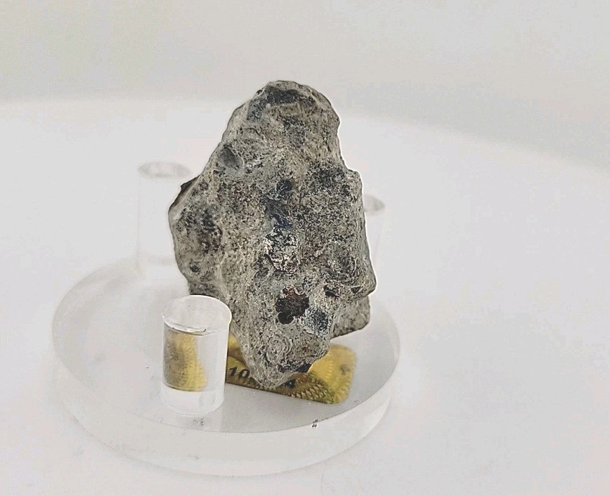 Full Dinosaur Fossil Skull Authentic
