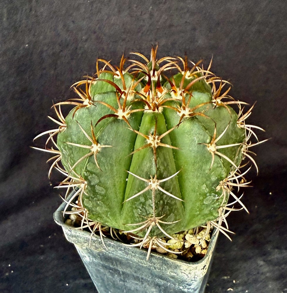 Melocactus matanzanus, cactus plant