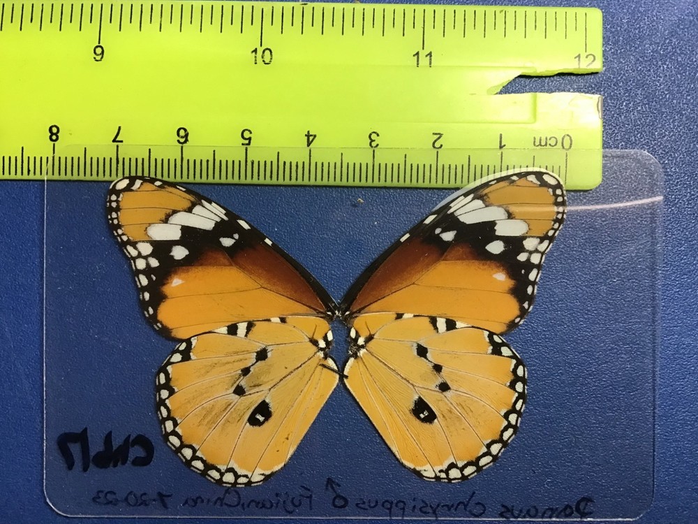 CHB 17 A+/A Danaus chrysippus MALE