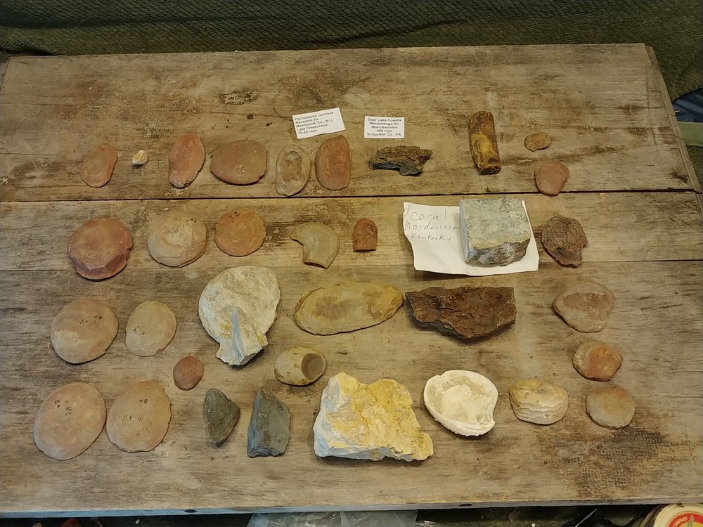 Fossil Lot 34 Total Pieces