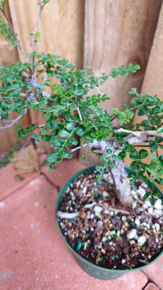 LIVE PLANT 1ft Operculicarya decaryi Elephant Tree
