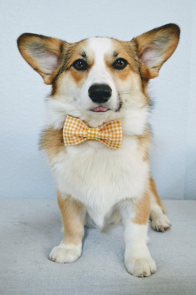 Dog Collar with Bowtie Durable Adjustable and Comfortable Collar for Medium D...