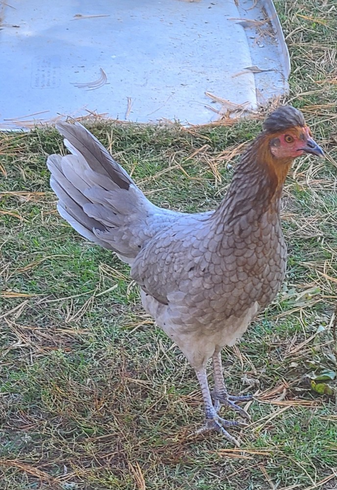 BLUE TOPPYS HATCHING EGGS 6+