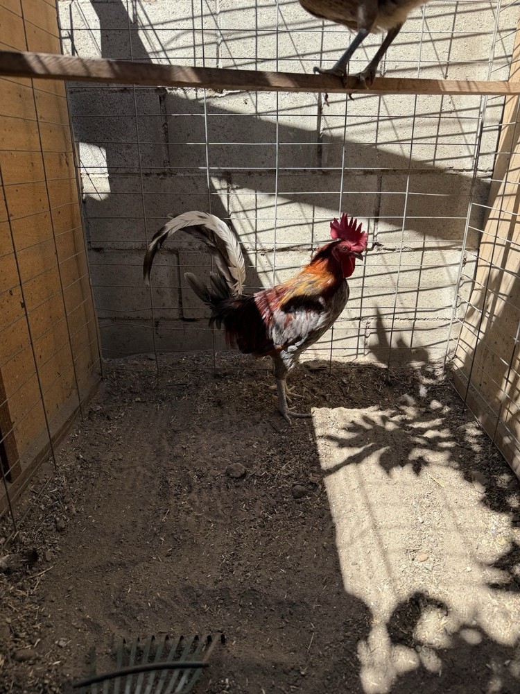 Blue Miner Hatching Eggs 6