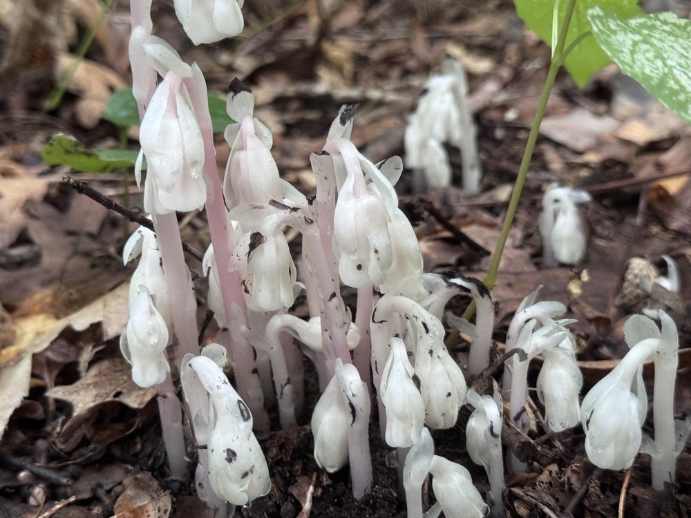 Organic Ghost Pipe Tincture Monotropa Uniflora Small Batch | Handcrafted