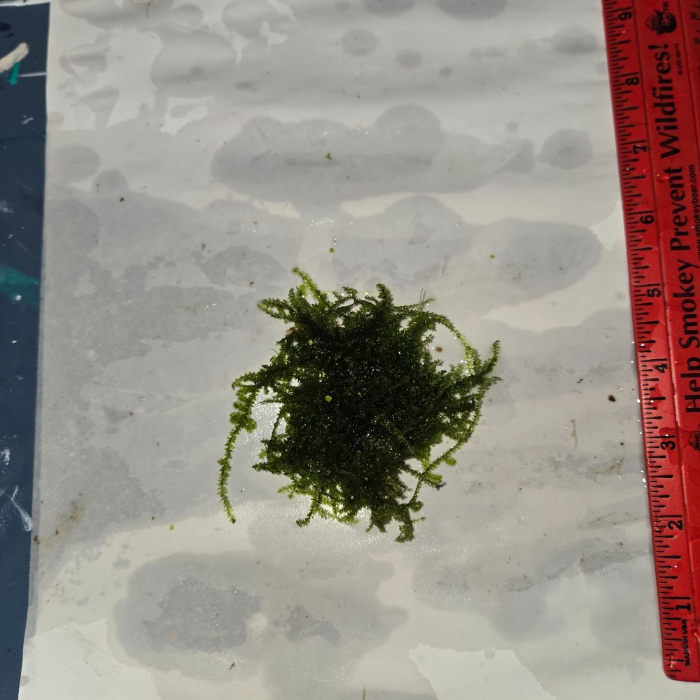 live java moss (grown submerged)