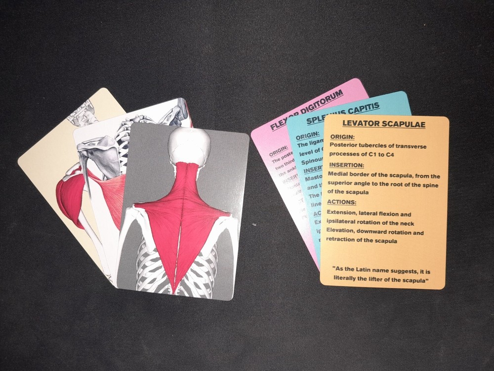 Muscle anatomy flash cards
