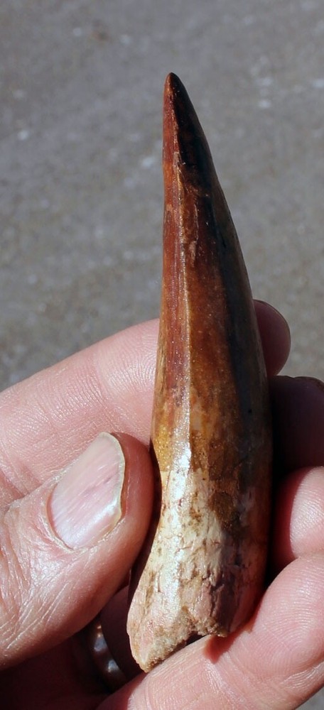 Authentic 3.5" Spinosaurus Tooth in Riker Mount