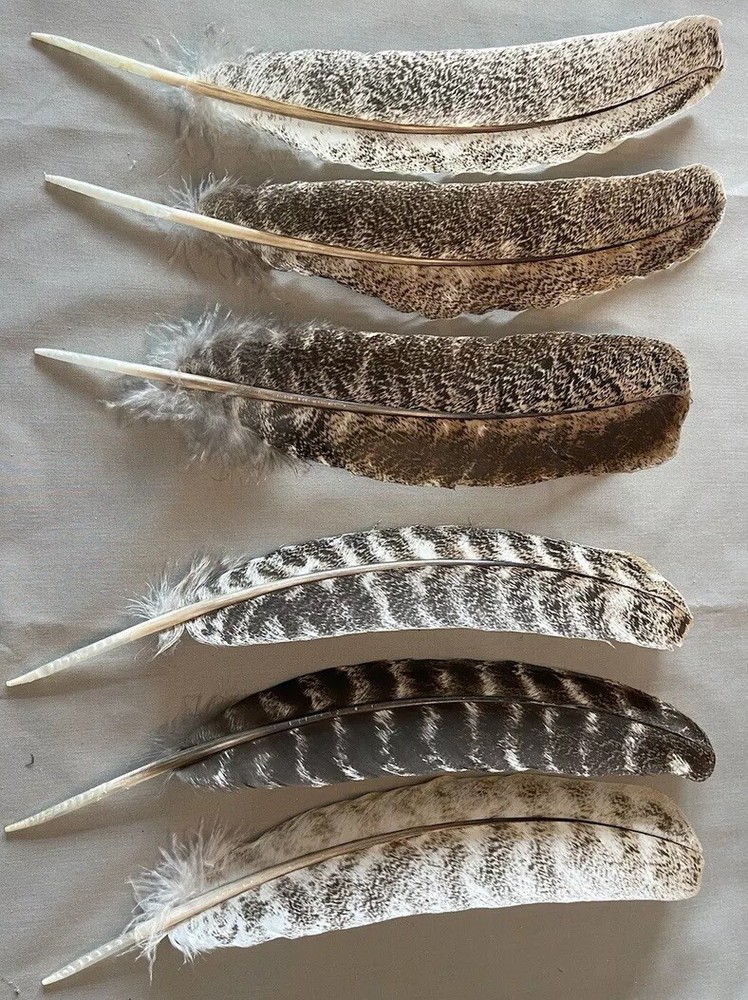 12 juvenile turkey secondary wing feathers