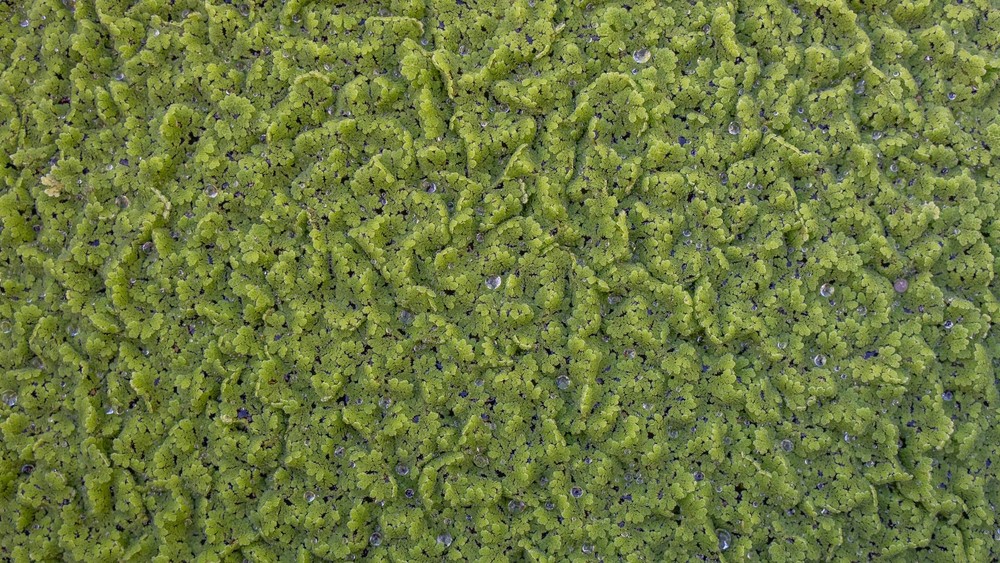 Azolla filliculoides