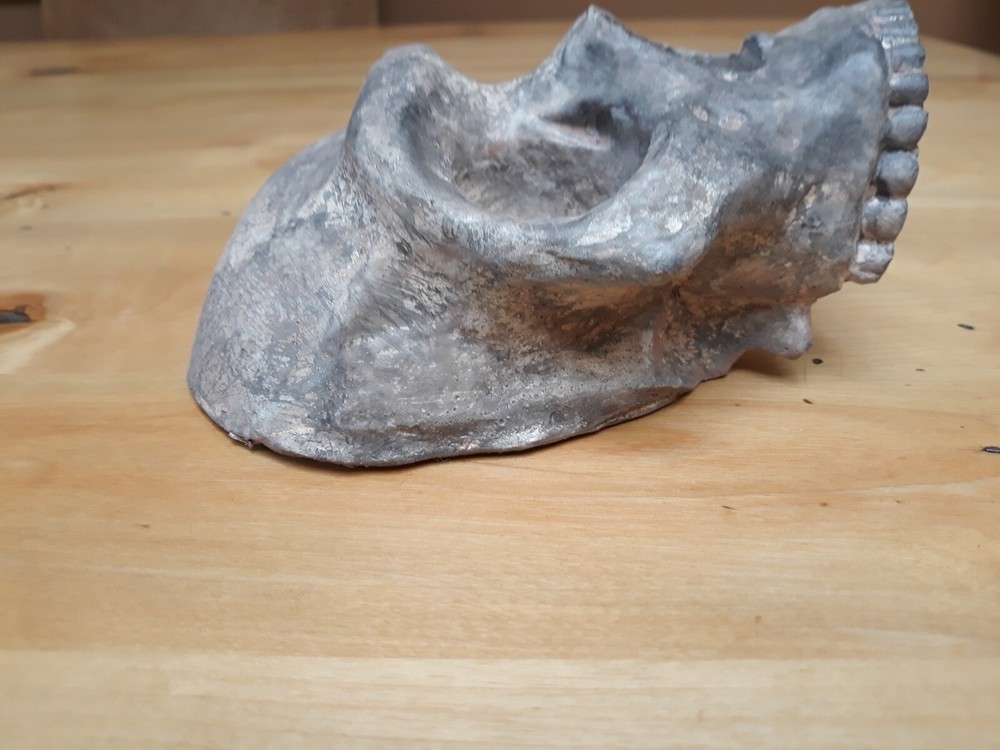 Neanderthal Skull Full Scale Sized Wall Art