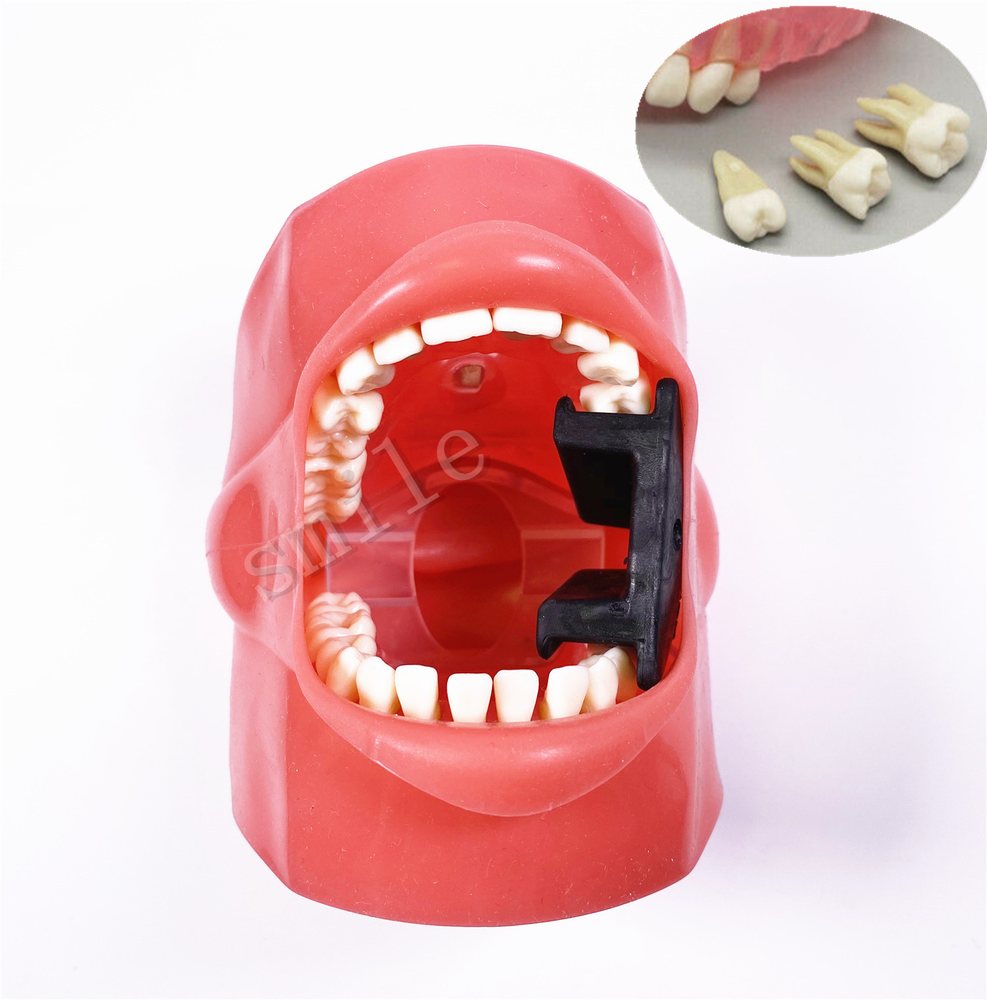 Dental Typodont Practice Removable Teeth Model Soft Gum + Simulation Cheek