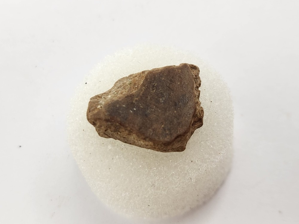 Cretaceous Turtle Shell Fossil - Testudines - Judith River Fm. - Hill Co., MT