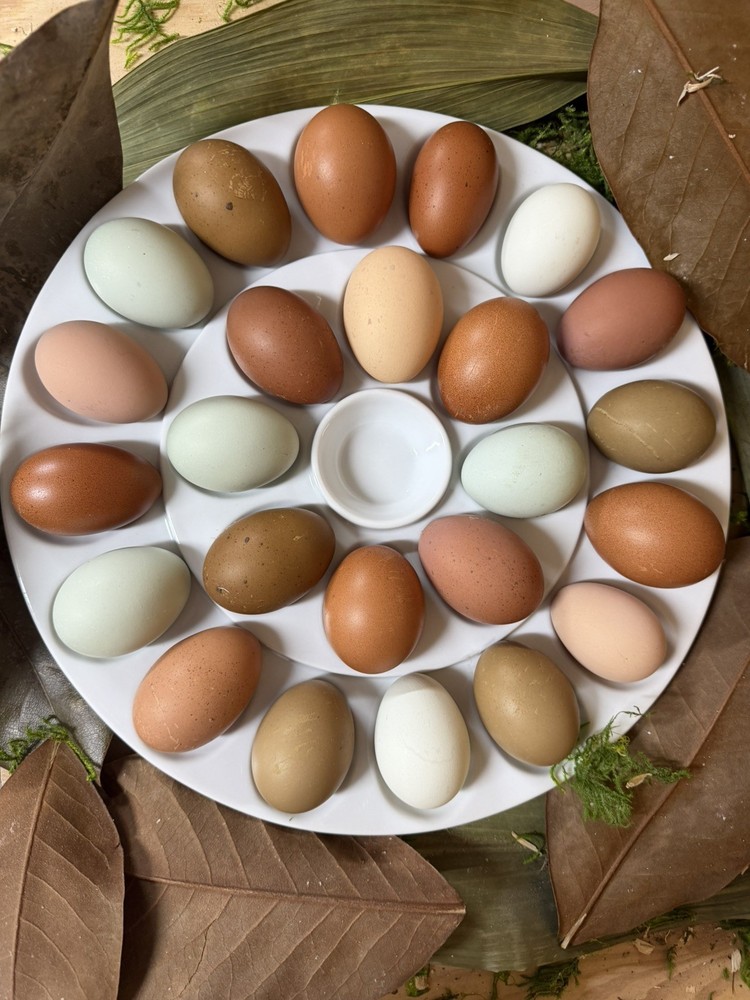 Olive Egger Hatching Eggs NPIP Certified, AI - 12 Hatching Eggs