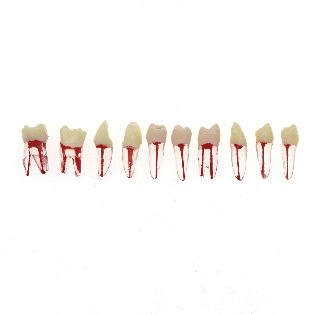10 Pcs Dental Root Canal Practice Model Teeth for Pulp Study RCT Endo File