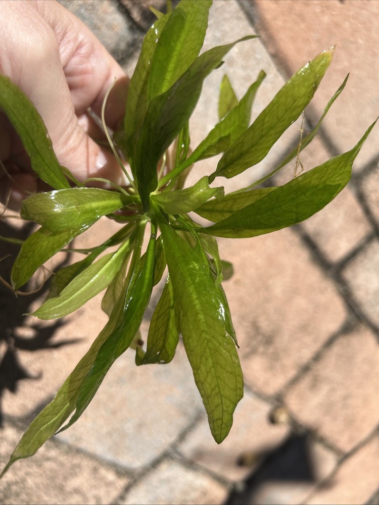 Compacta (Mini) Amazon Sword Plant