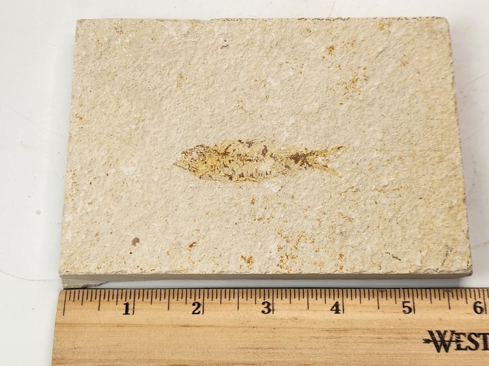 Knightia eocaena Fossil Fish - Green River Fm. - Split Fish Layer - WY - Eocene