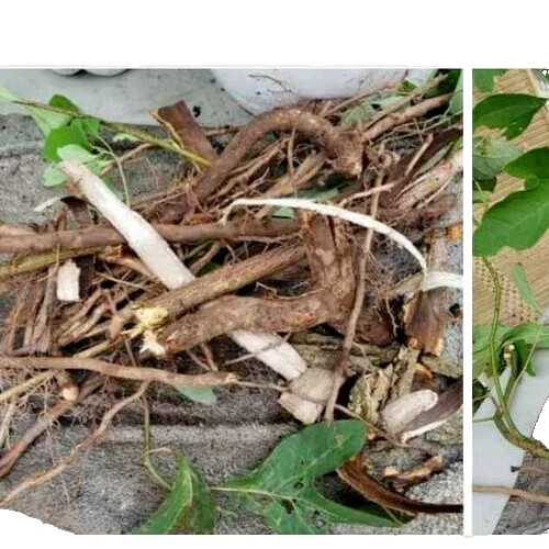 One Pound FRESH HAND DUG SASSAFRAS ROOTS (Tea, Tonic)