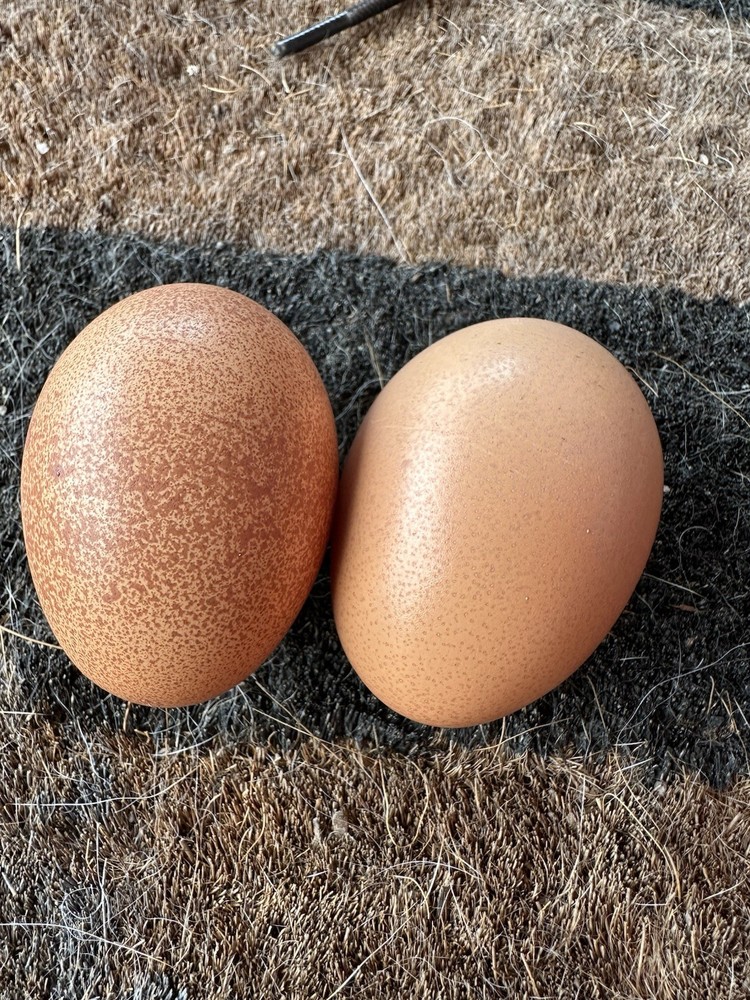 Olive Egger Hatching Eggs NPIP Certified, AI - 12 Hatching Eggs