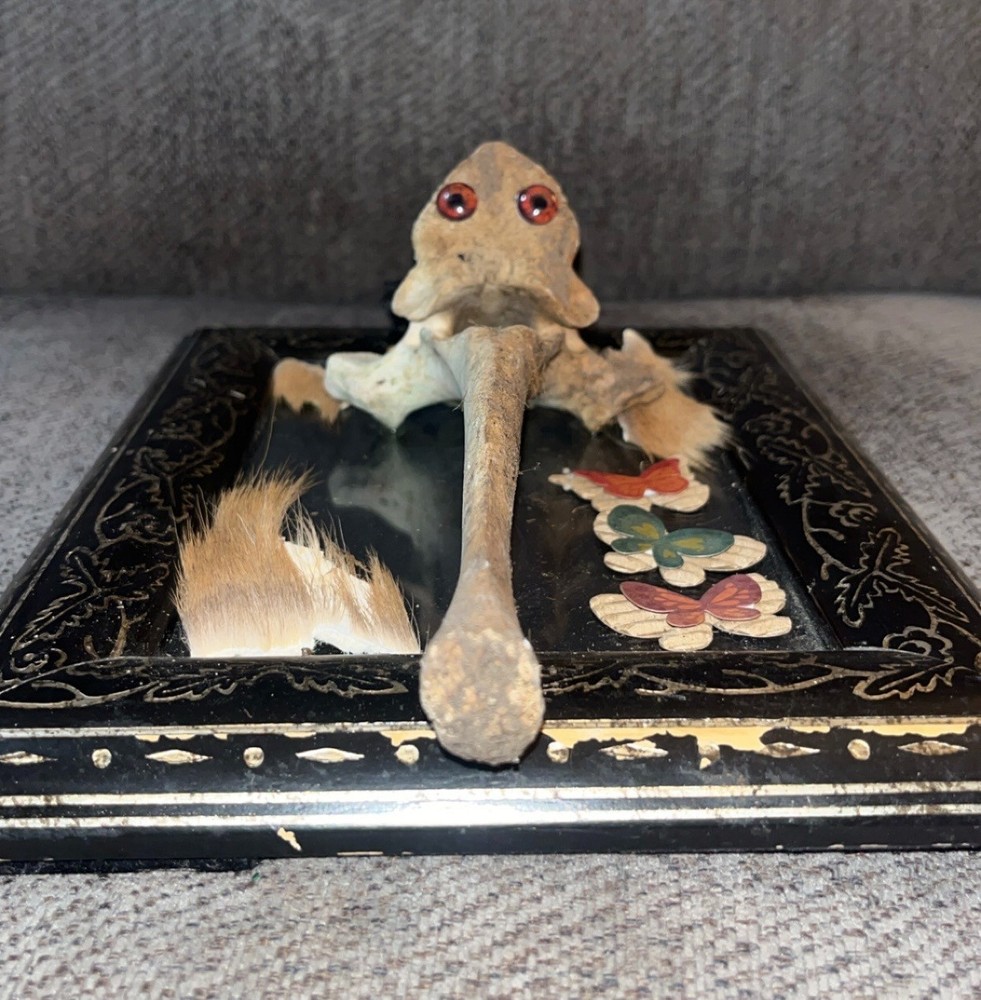 Cow Creature Vertebrae Bone Oddity OOAK Sideshow Gaff