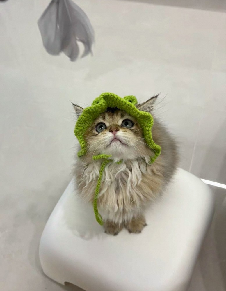 Cute Knitted Frog hat for cats