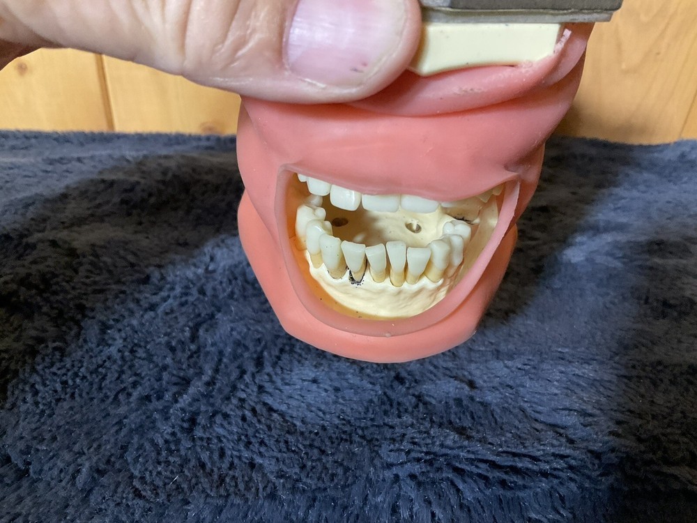 Dental Typodont Teeth Model