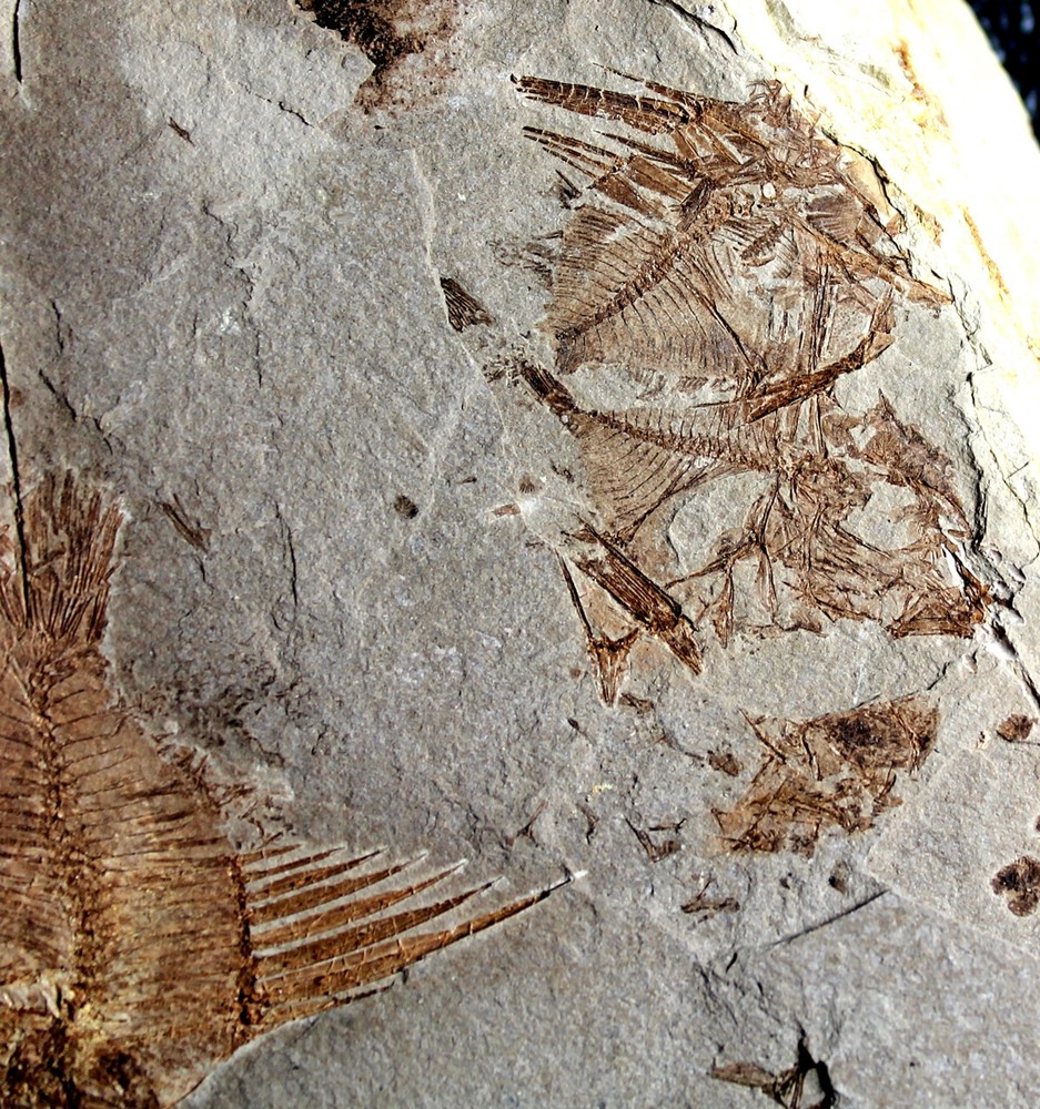 Capros radobojanus - Museum class specimen. Beautiful plate with fish