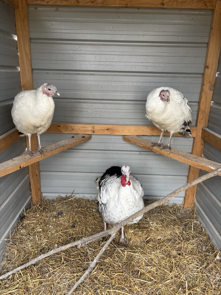 6 Royal Palm Turkey Hatching Eggs ready to ship!