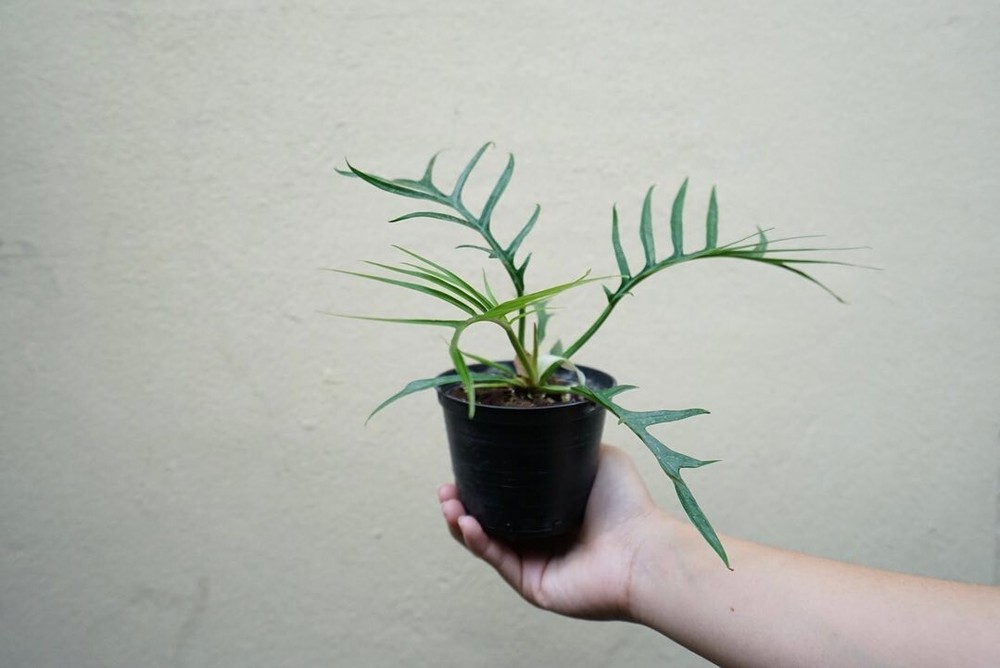 Philodendron Tortum + Phytosanitary Cert / DHL Express