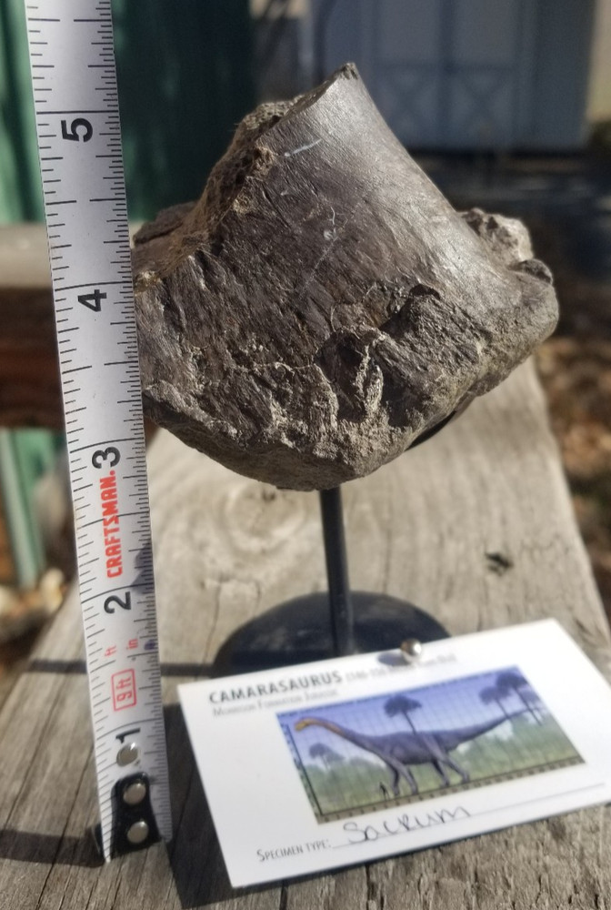 Nice Camarasaurus Sacrum Section Fossil Dinosaur Jurassic Morrison CO Recent Dig