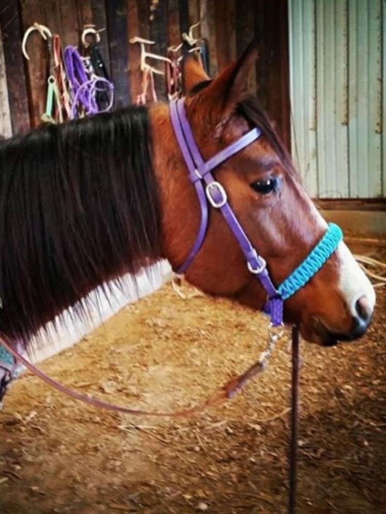side pull hackamore attachment brown bitless bridle hackamore...mini to draft