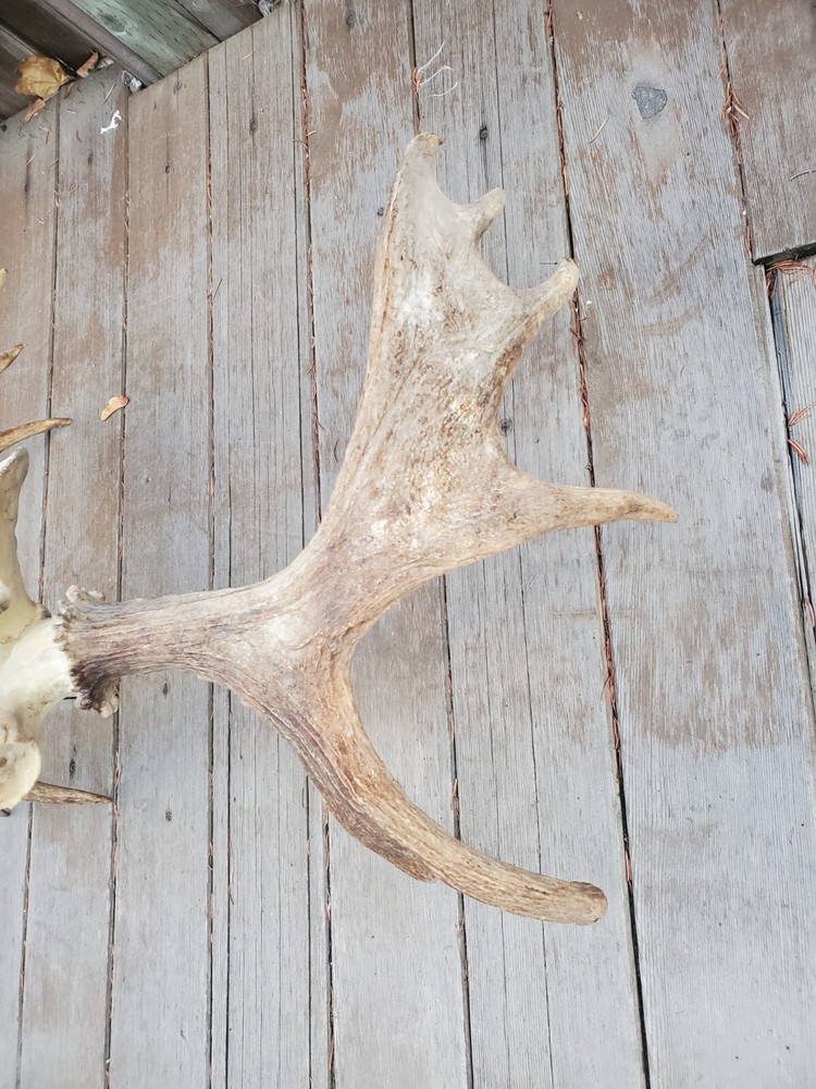 Shiras Moose European Mount