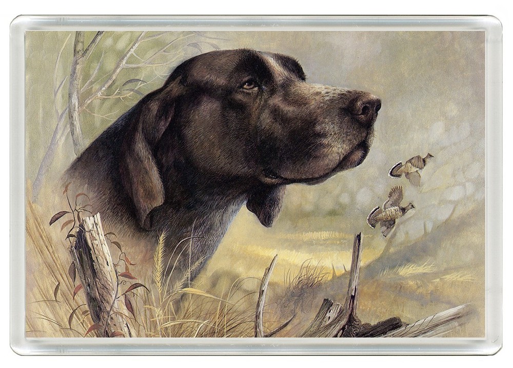GERMAN SHORTHAIRED POINTER  DOG FRIDGE MAGNET GREAT GIFT