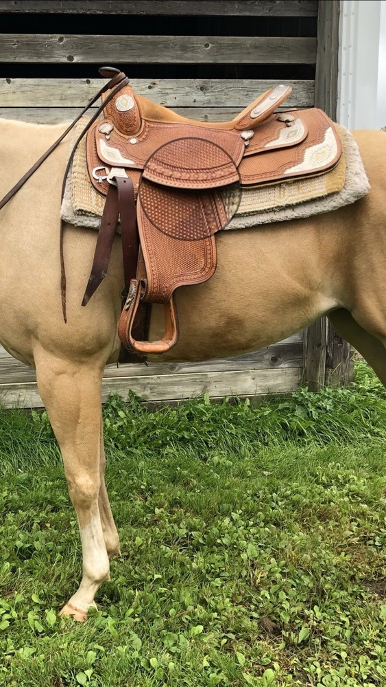 Dale Chavez show saddle